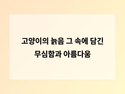 고양이의 늙음은 조용한 존재감으로 다가온다